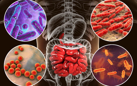 Beneficios de los probióticos: Mejorando tu digestión y bienestar intestinal
